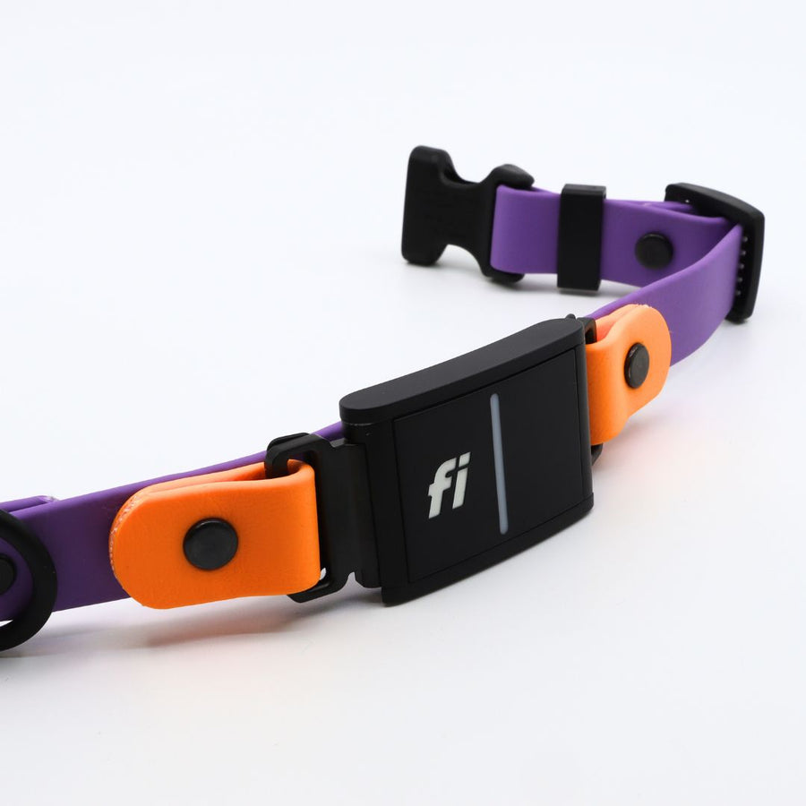 Purple and poppy biothane dog collar for the Fi Series 3 in our sport layered design laying flat