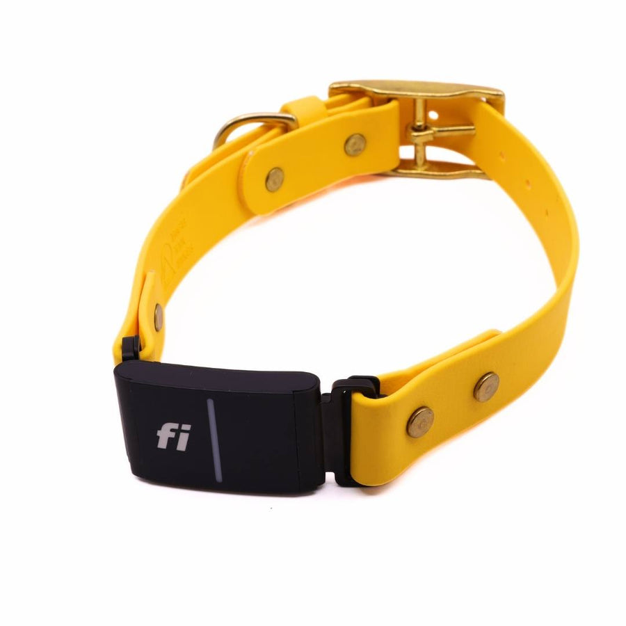 Pre Made Brass Fi Series 3 Integrated Collar - 1" Width - Fits 15-20" Goldenrod with Goldenrod Strap Keeper