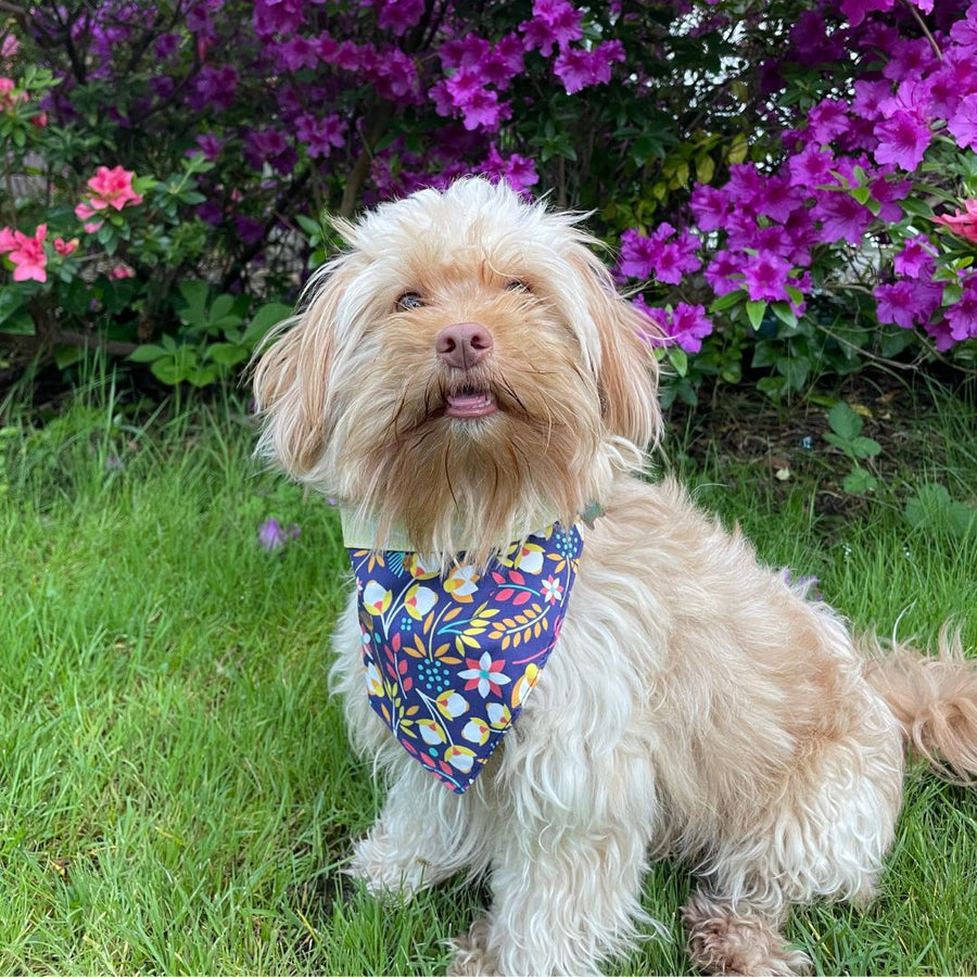 small tan dog wearing the petal Power dog bandana by Misty made This