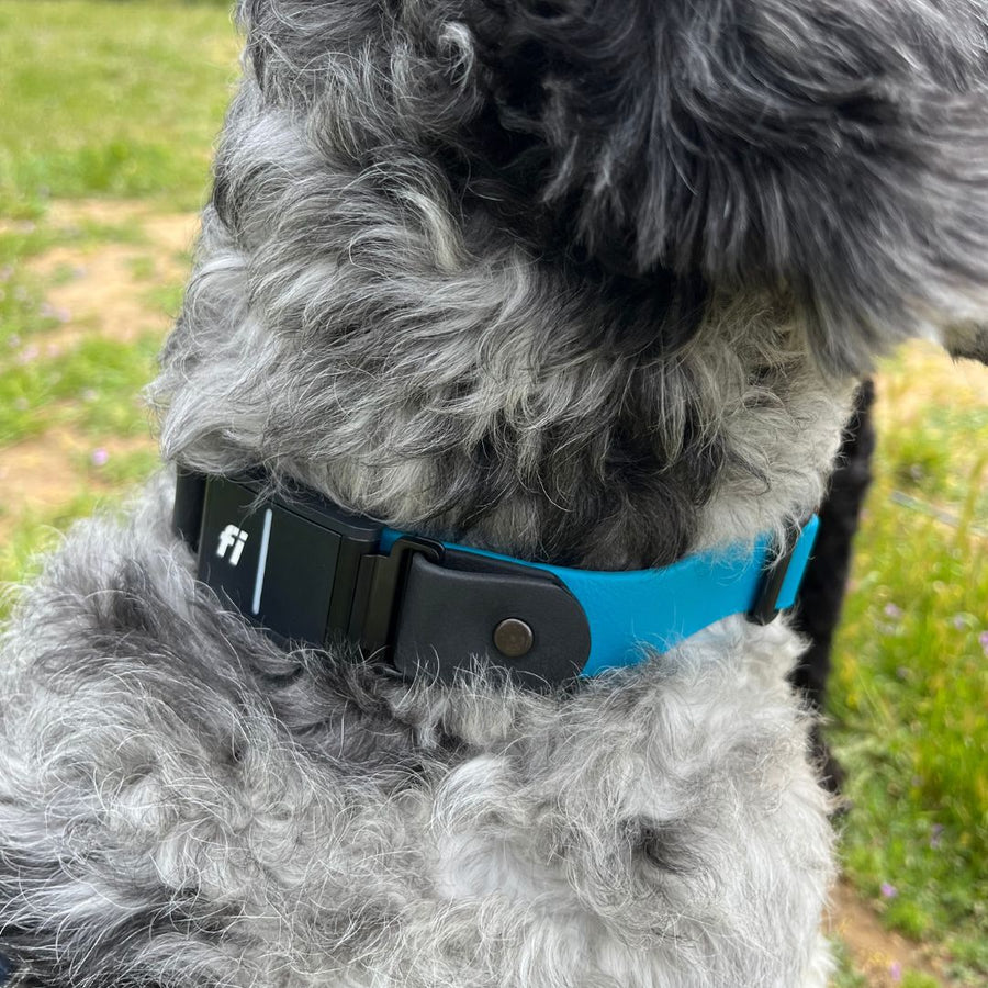 close up of grey dog outside wearing the Fi Series 3 BioThane Collar - Sport Layered Design