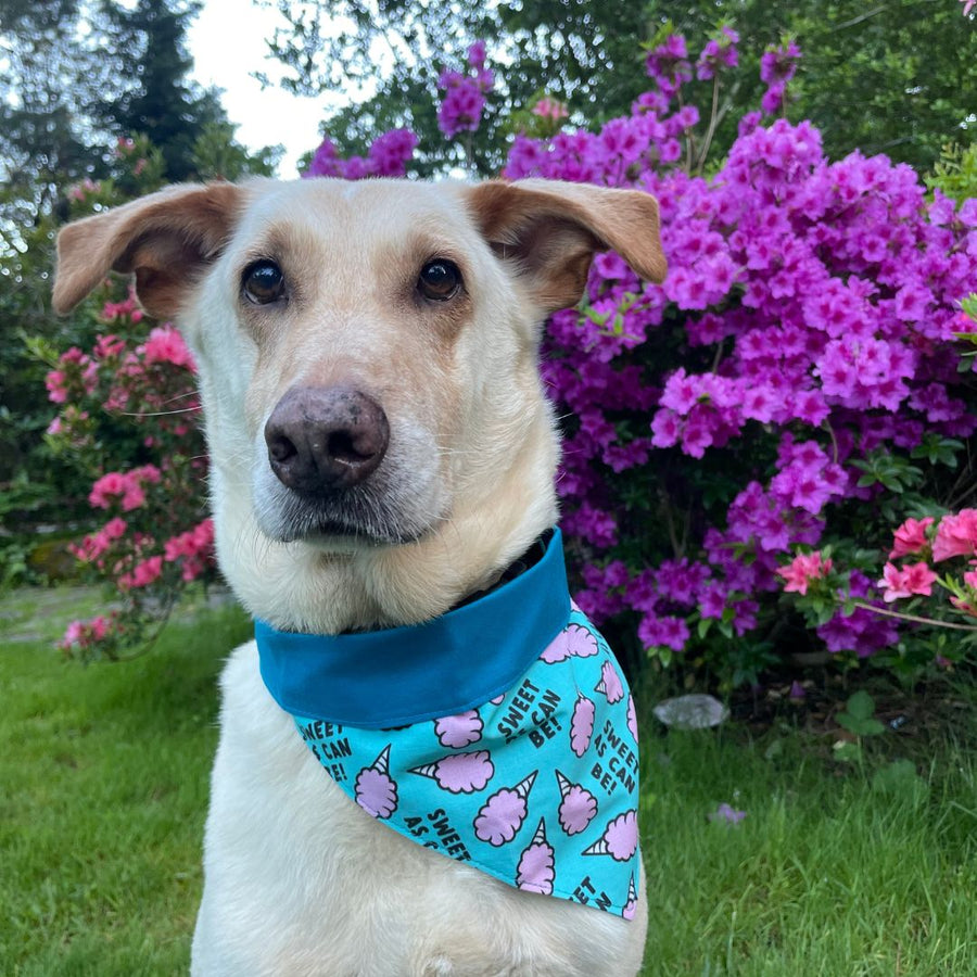 white dog by purple flowering bush wearing the sweet as can be dog bandana by Misty Made This