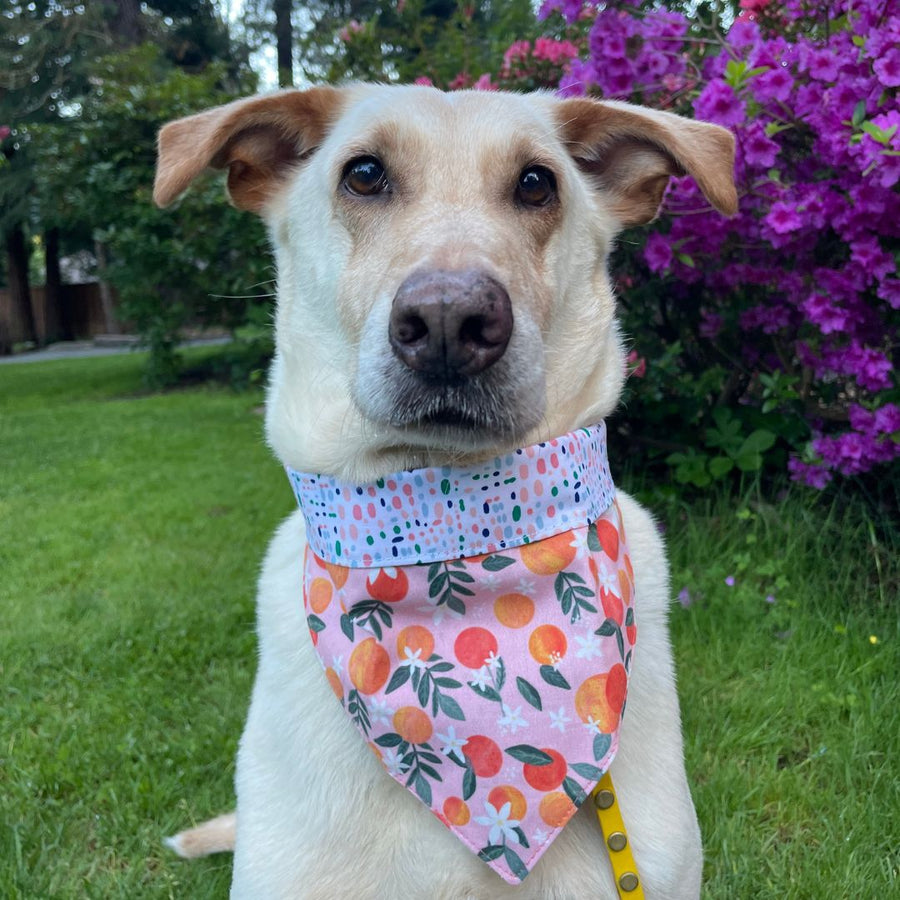 white dog wearing the peaches and cream dog bandana by misty made this