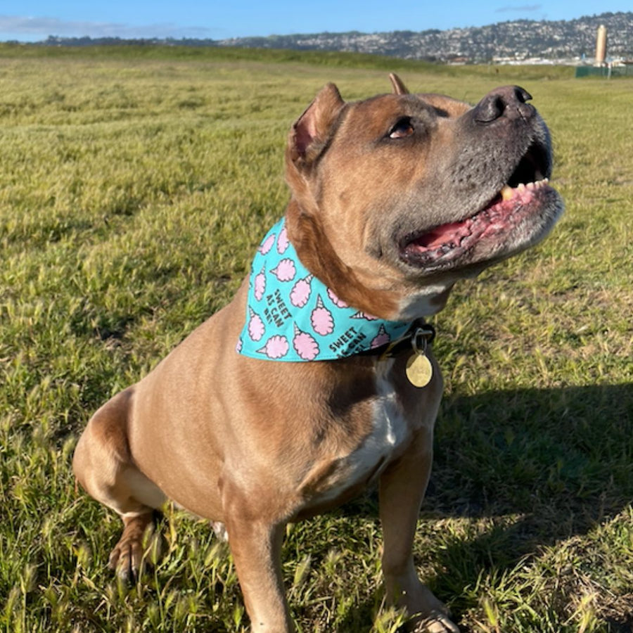 tan dog in the grass wearing a misty made this dog bandana in sweet as can be print
