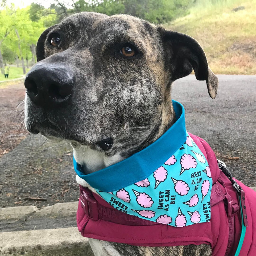 brindle dog outside wearing misty made this dog bandana in sweet as can be 