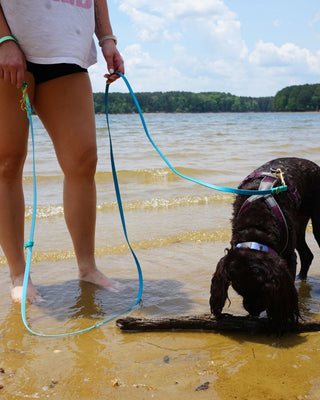 2026 Water Dog Limited Edition Hands Free + Convertible Leash