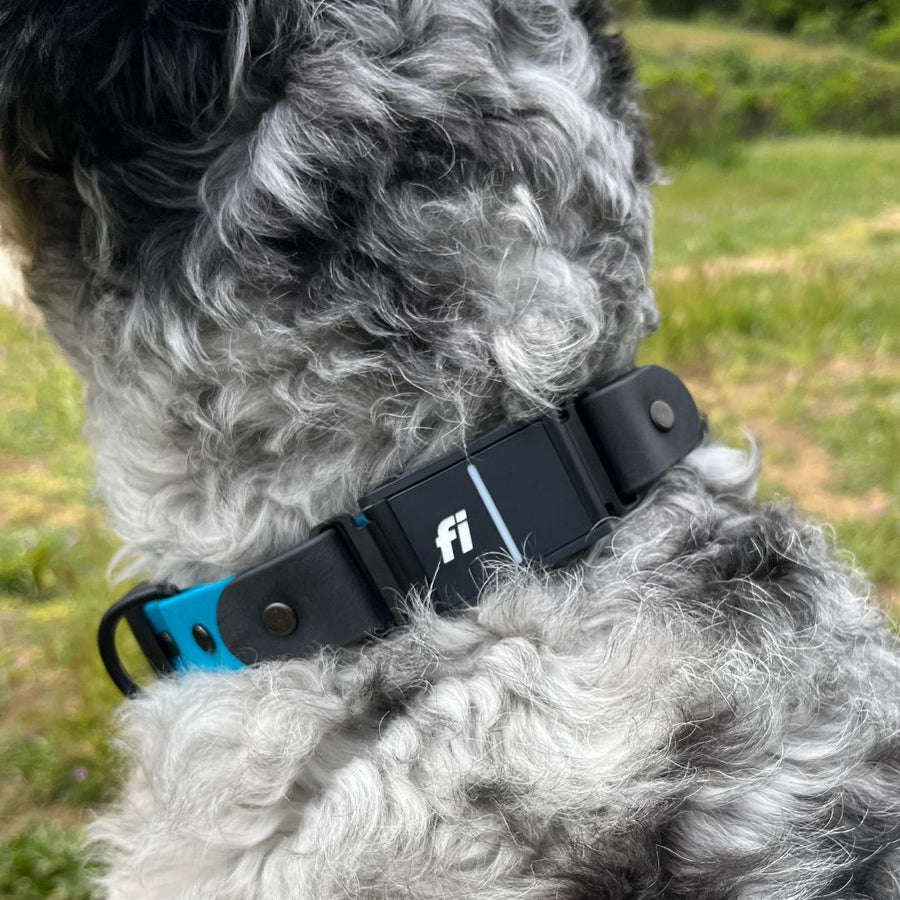 close up of grey dog outside wearing the Fi Series 3 BioThane Collar - Sport Layered Design