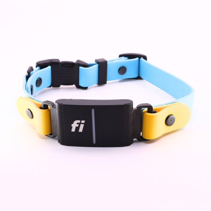 Pre made Fi Series 3 Sport Layered Collar - 3/4" width - Small (13" - 15") Sky Blue with Goldenrod