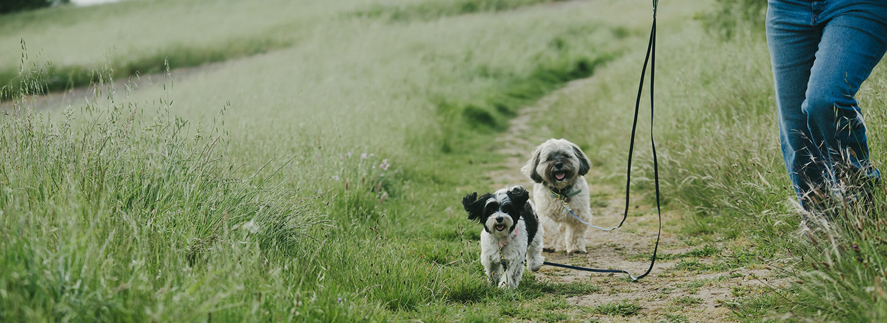 Two dogs on a leash walking on a grassy path with a person partially visible.