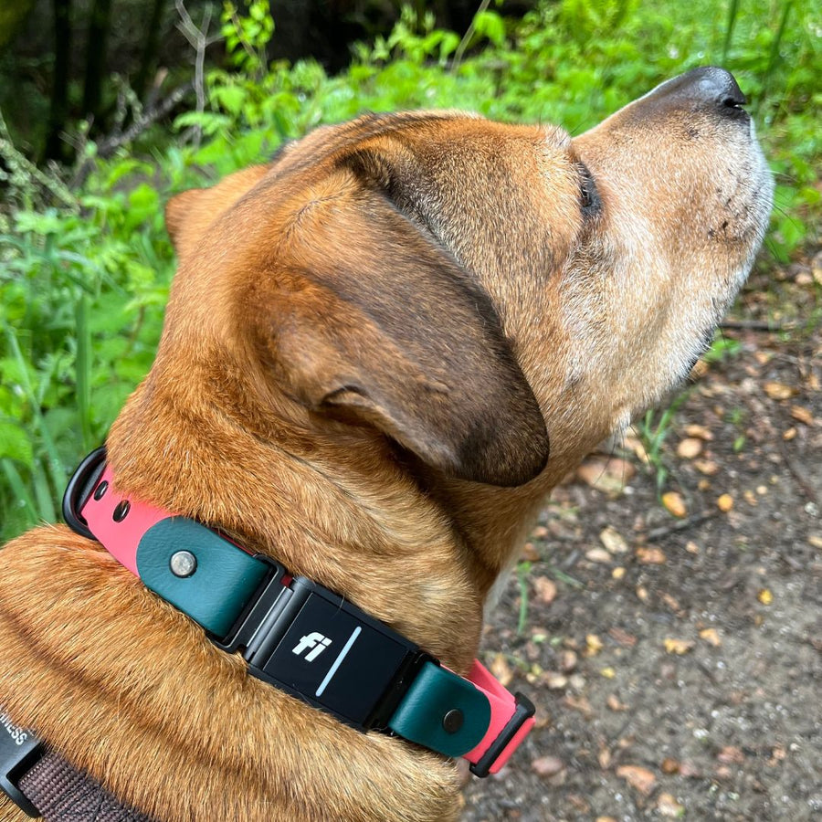 tan dog wearing a teal and pink Fi Series 3 BioThane Dog Collar in Sport Layered Design