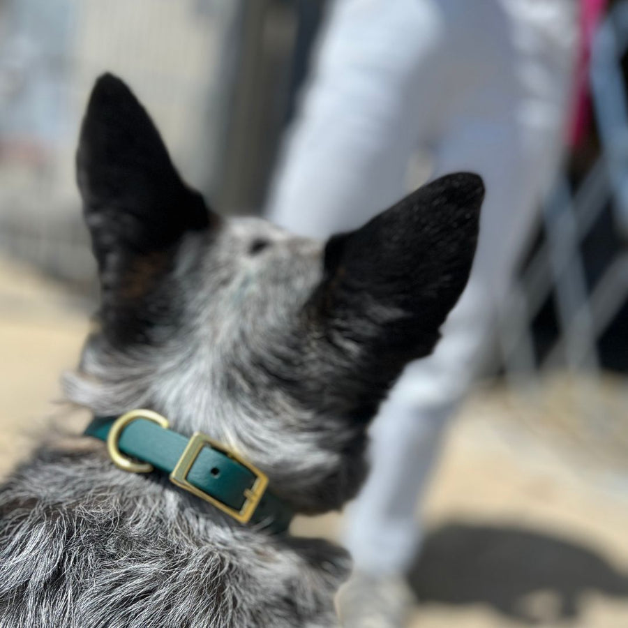 black and grey dog wearing a teal classic biothane collar for dogs with brass hardware