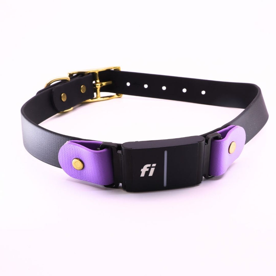 Pre made Fi Series 3 Brass Layered Collar - 1" width - XL(20" - 25") Black with Lavender end link accents