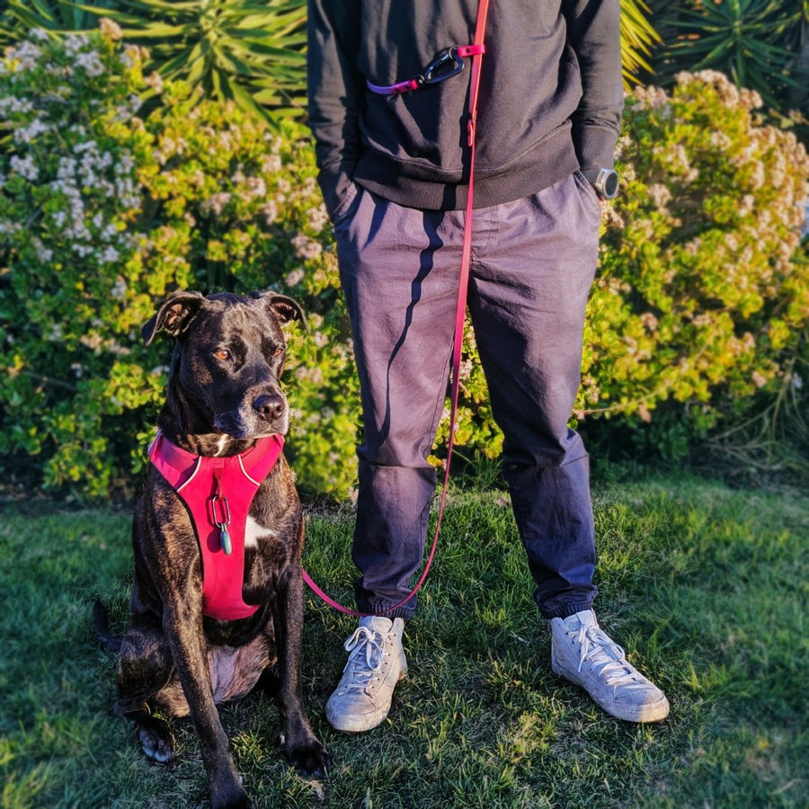 Hands Free + Convertible LOVE Leash