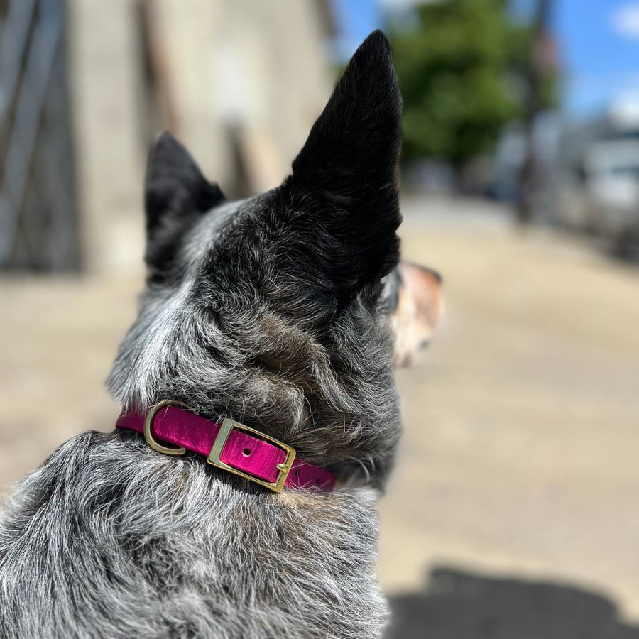 black and grey dog wearing a pink classic biothane collar for dogs with brass hardware