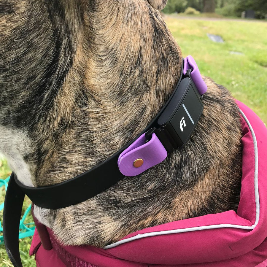 brindle colored dog wearing black and purple biothane dog collar for Fi Series 3 with brass hardware
