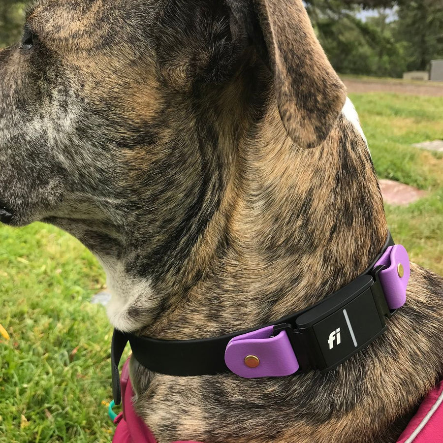 close up of brindle colored dog wearing black and purple biothane dog collar for Fi Series 3 with brass hardware