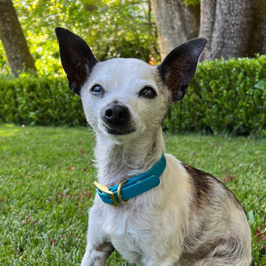 small white and black dog wearing a teal biothane collar with brass hardware for small dogs