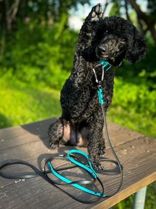 Black + Teal