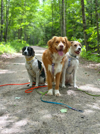Custom Sport Leashes + Long Lines - Medium Dogs (1/2" Width)