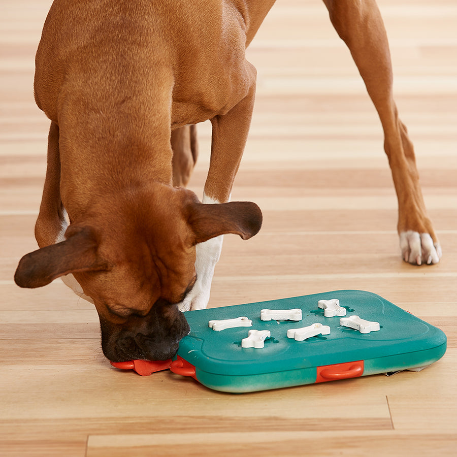 Brown dog playing with Dog Casino Toy with sliding compartments for treats in orange, teal and white
