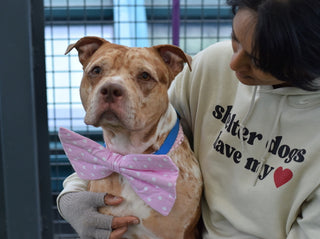 Shelter Dogs Have My Heart Hoodie