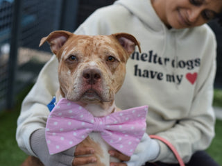 Shelter Dogs Have My Heart Hoodie