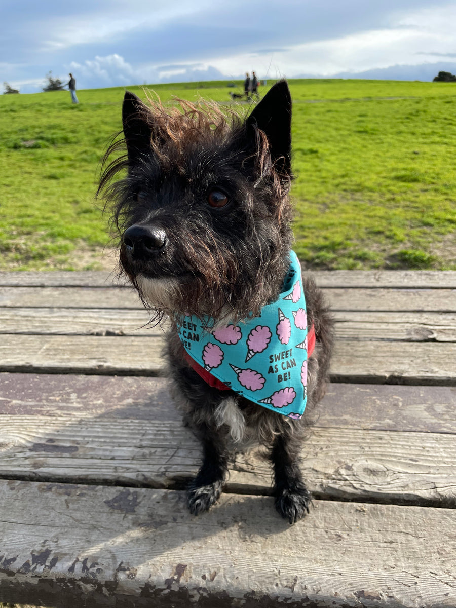 small black dog sitting on a bench wearing the sweet as can be dog bandana from misty made this