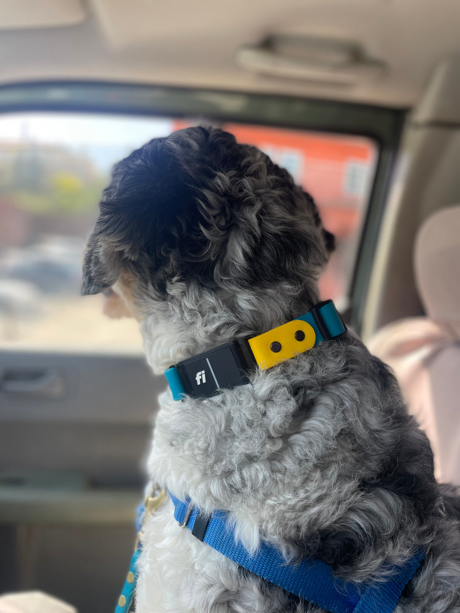 grey and black dog in a car wearing a blue and yellow Fi Series Biothane dog collar with sport integrated design