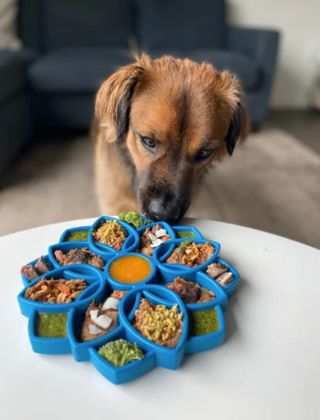 brown dog sniffing the dog etray enrichment lick tray that is full of foods and treats