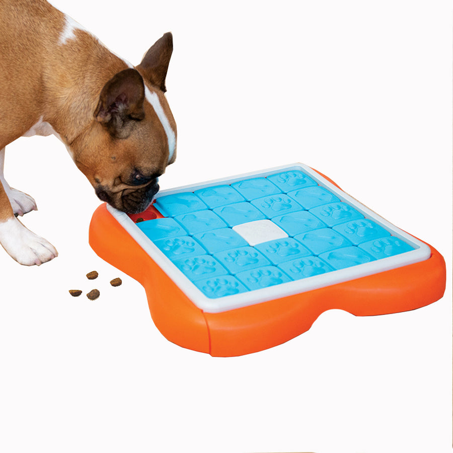 tan and white dog sniffing a plastic dog puzzle toy with sliding treat compartments that is orange, blue, and white