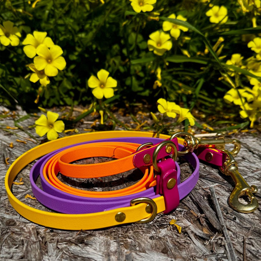 Spring Hands Free + Convertible Leash