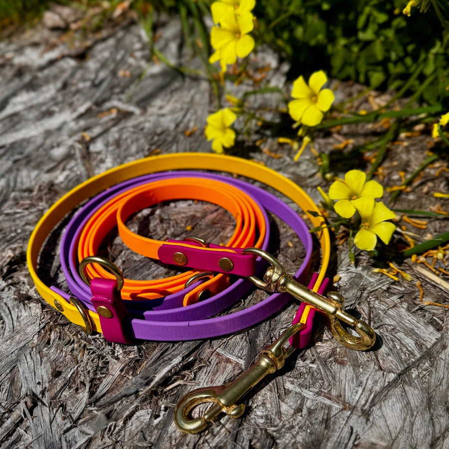 Spring Hands Free + Convertible Leash