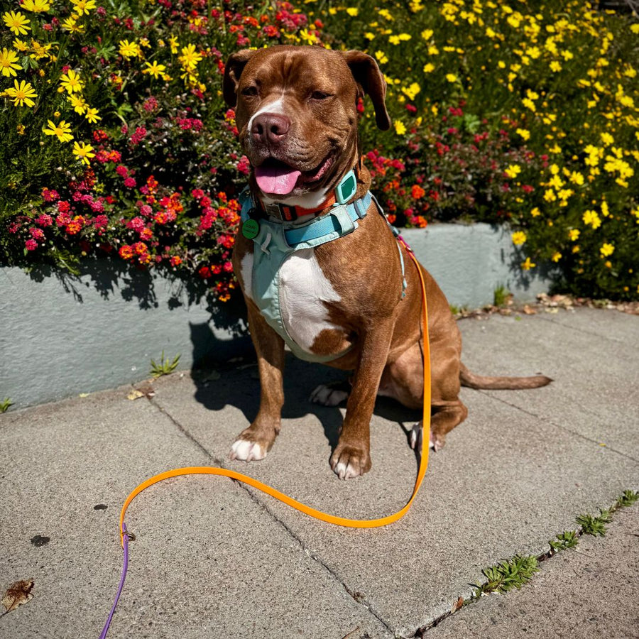 Spring Hands Free + Convertible Leash