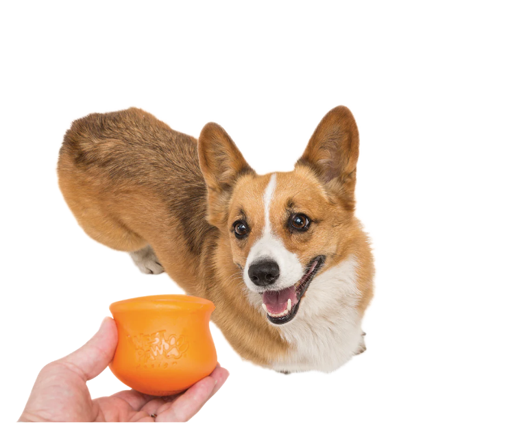 Hand holding and orange Toppl Puzzle and Treat Toy for a Brown and white dog