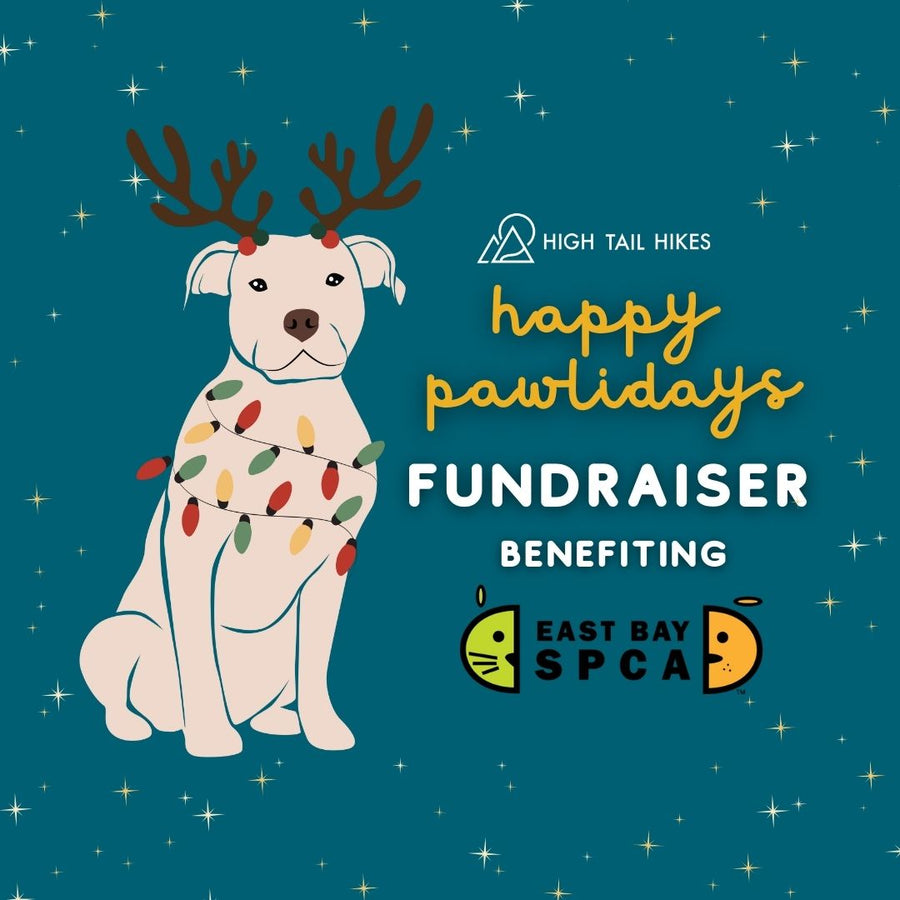 Donate to Our Holiday Fundraiser to the East Bay SPCA!