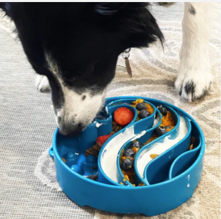Blue wave enrichment slow feeder bowl for dogs with food and yogurt with a black and white dog eatting