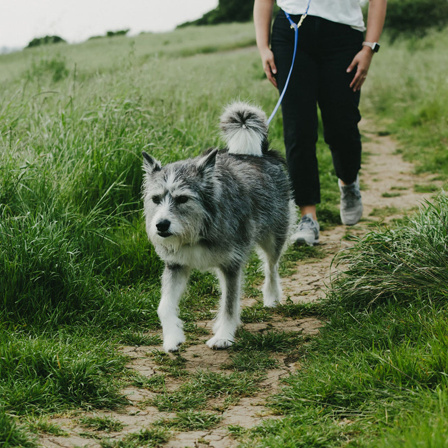 Dog walking on a path in a grassy field with a person in the background wearing hands free dog leash