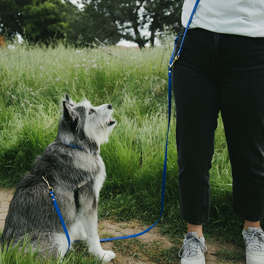 Dog on a leash sitting in a grassy field with a person partially visible wearing a blue hands free waterproof dog leash
