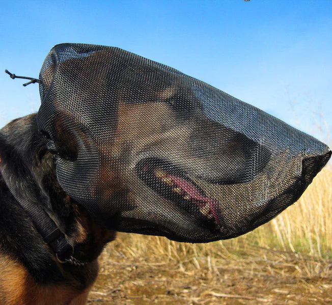 brown dog in a field wearing a black mesh outfox field guard over his head and face