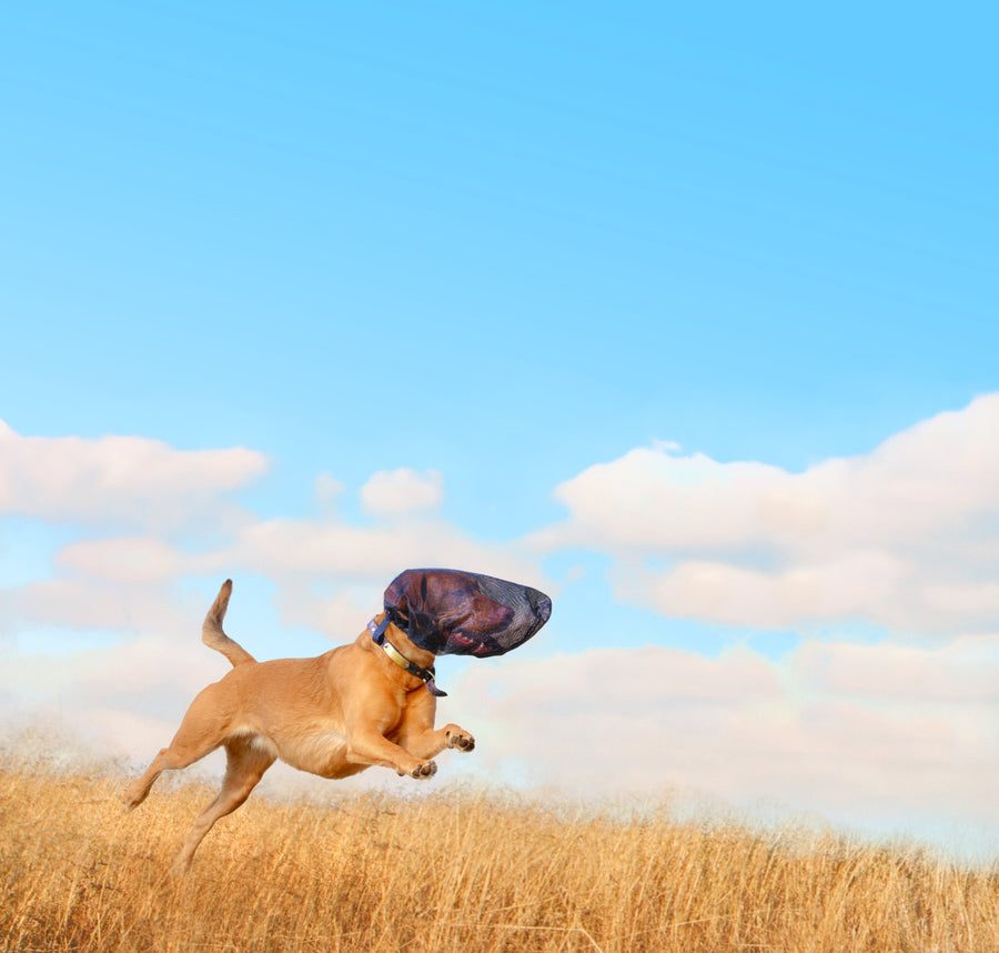 brown dog wearing outfox field guard running through a field with bright blue sky in the background