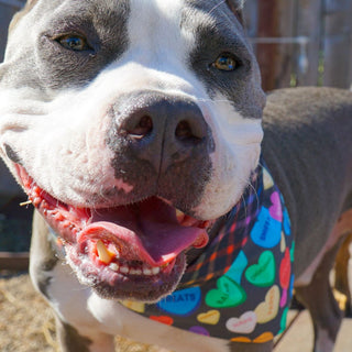 Misty Made This Dog Bandana - Candy Hearts