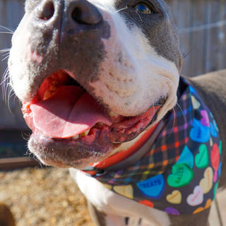 Misty Made This Dog Bandana - Candy Hearts