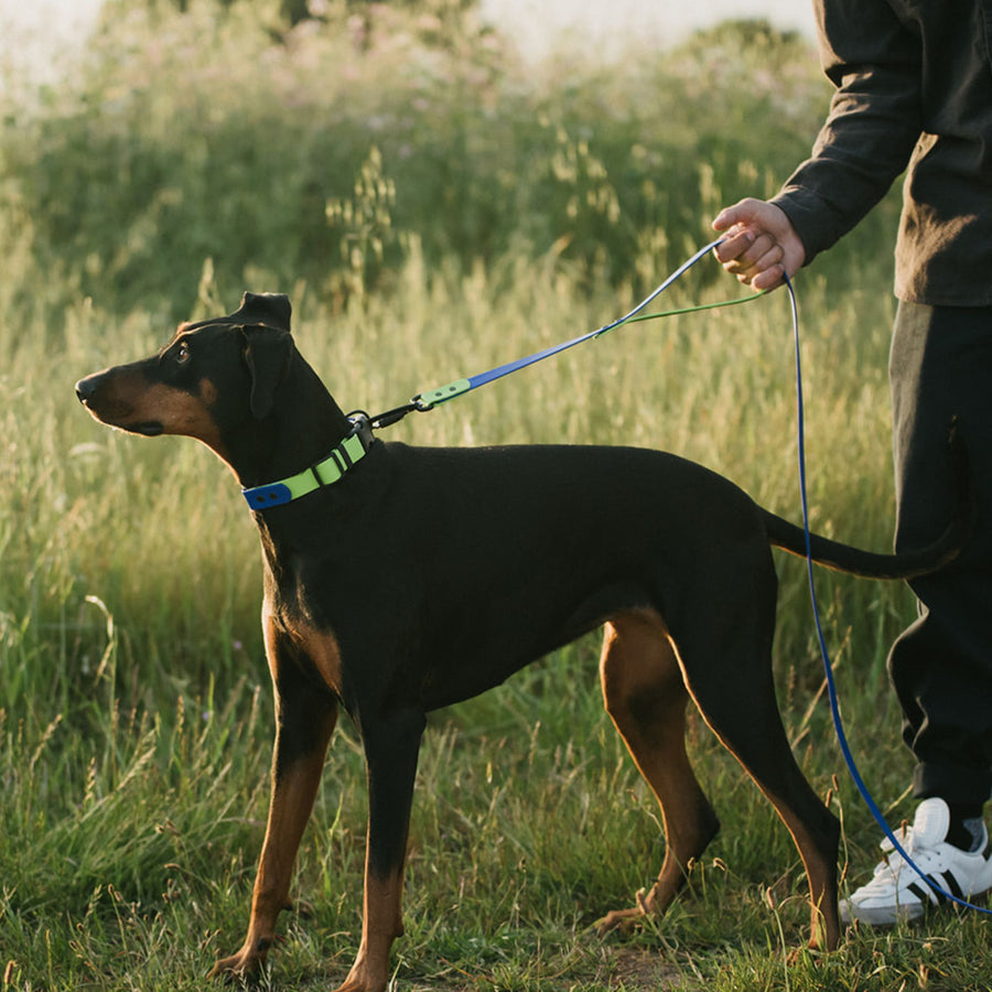 brown Dog on a biothane waterproof leash being walked in a grassy field