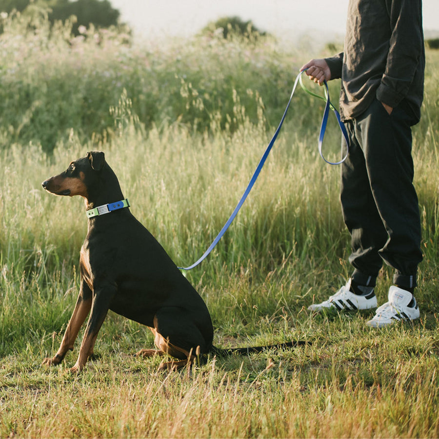 Dog on a custom waterproof leash with a person in a grassy field
