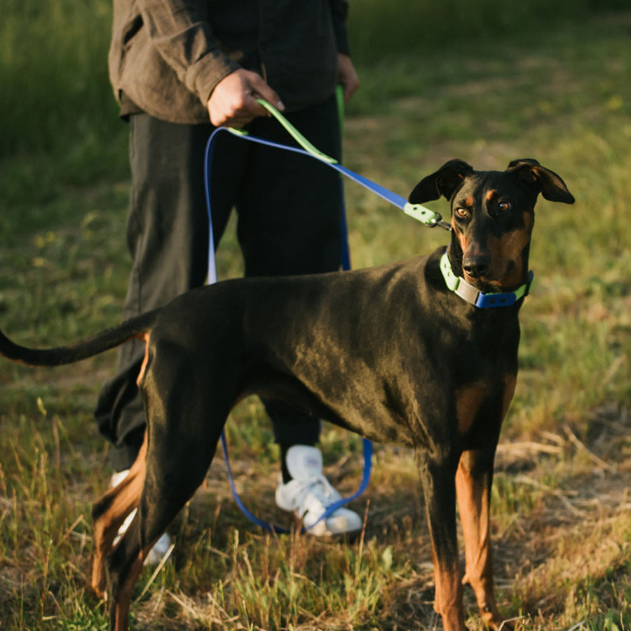 Dog on a biothane waterproof leash being walked in a grassy field