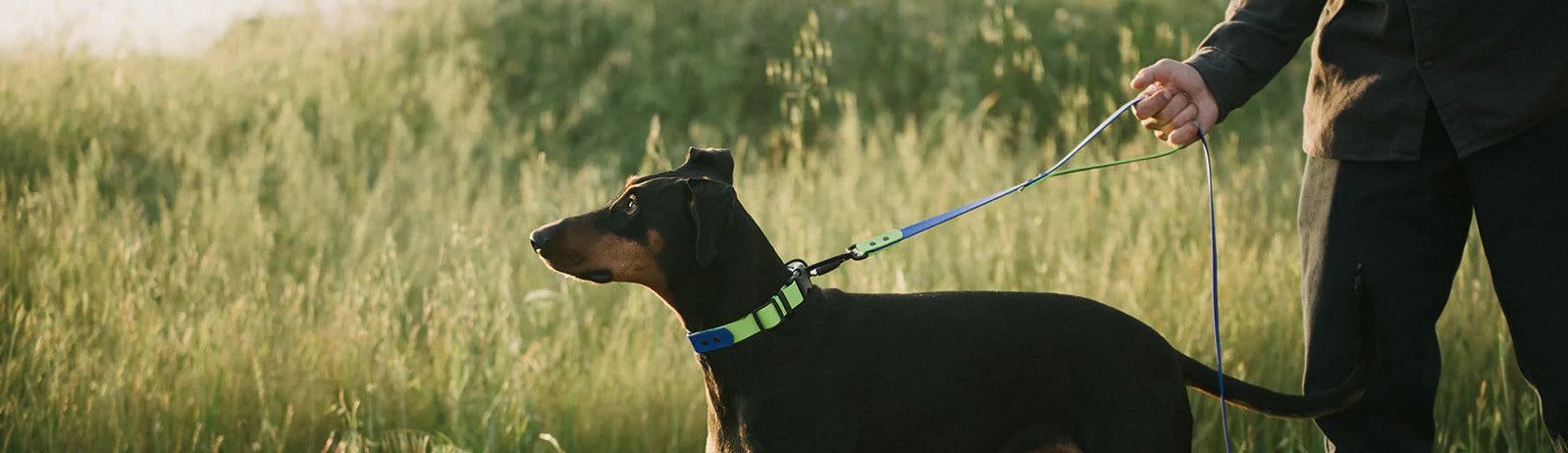 リコリス クリアコート ハイドランジア Dog Leash Traffic Handle | BioThane® - High Tail Hikes