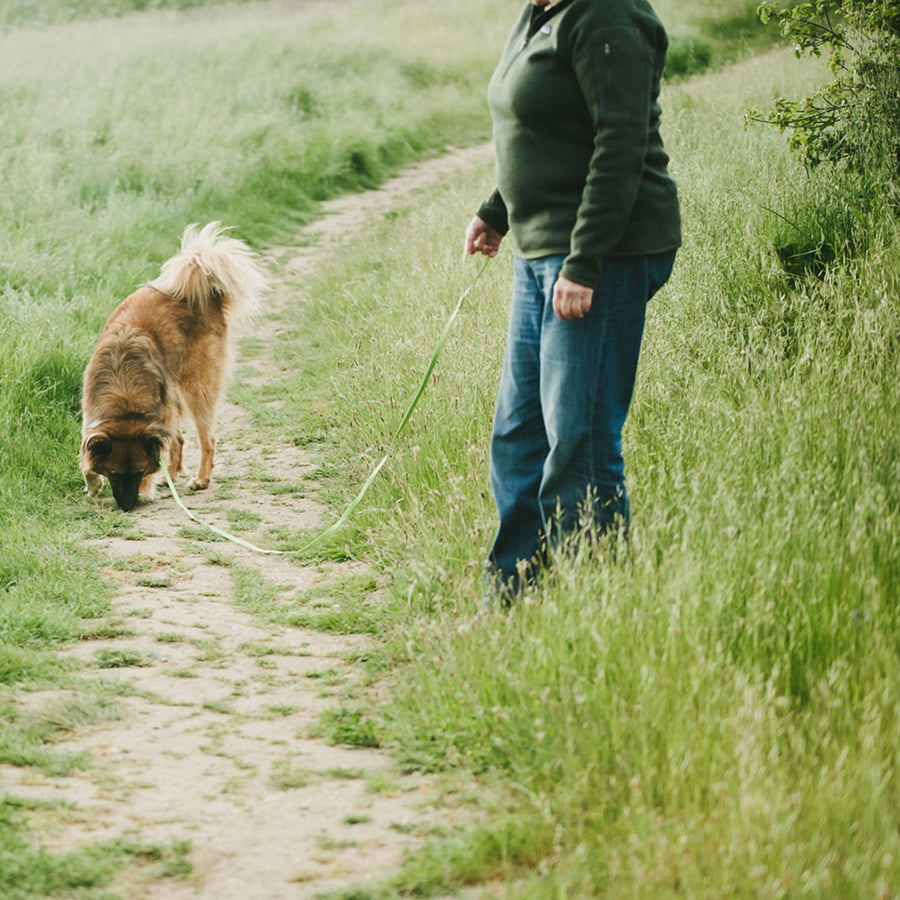 Person walking a brown dog on a long biothane leash through a grassy field