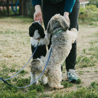 Two dogs on biothane leashes being held by a person in an outdoor setting