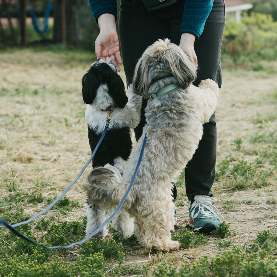 Two dogs on biothane leashes being held by a person in an outdoor setting