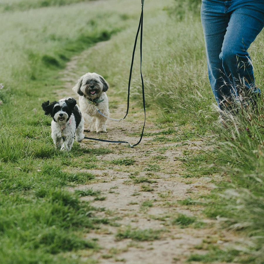 Two dogs on a biothane waterproof leashes walking on a grassy path