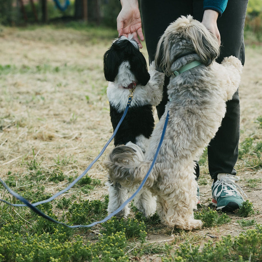 Two dogs on biothane leashes being held by a person in an outdoor setting